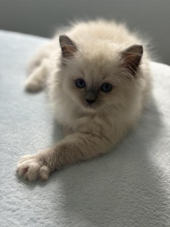 Image 1 of Gccf/tica active blue mitted kittensavailable to reserve