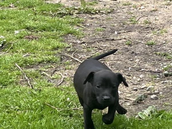 Image 10 of Patterdale cross puppies