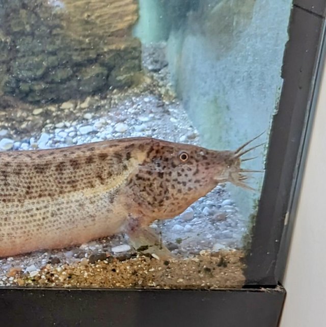 Preview of the first image of Weather Loach (Misgurnus anguillicaudatus).