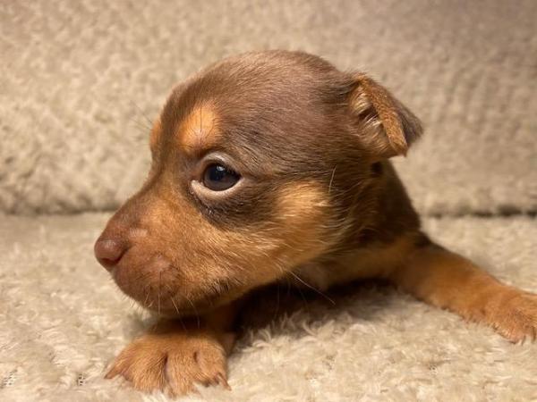 Miniature Jack Russells Puppies for sale in Ashorne, Warwickshire - Image 7