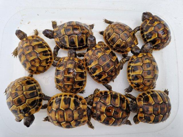 Preview of the first image of Hermanns Baby tortoises Hatched 2023.