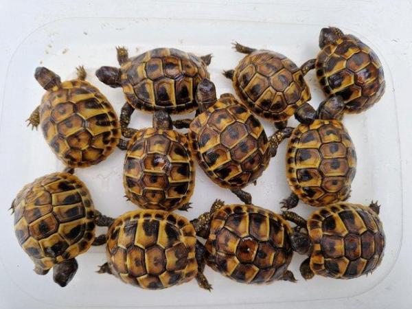 Image 1 of Hermanns Baby tortoises Hatched 2023