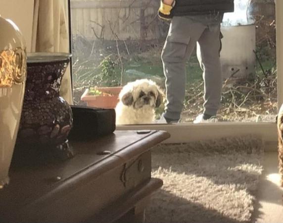 Image 1 of Shih tzu stud services WANTED for my female