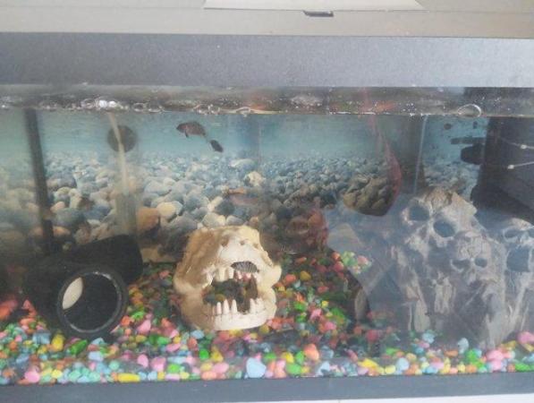 Image 4 of Convict cichlid juviniles for sale