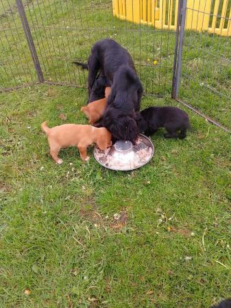 Image 6 of Working cocker spaniel puppies