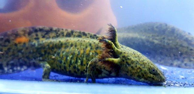 Image 5 of Axolotls, different types and colours available