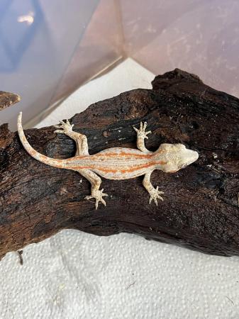 Image 4 of Gargoyle geckos 5 to 8 months old