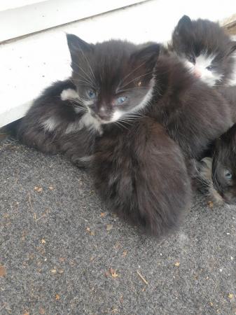 Image 3 of Beautiful kittens looking for their forever homes