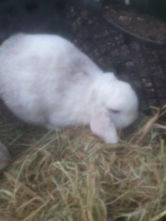 Image 4 of 2 young mini lops buck for sale £40 each