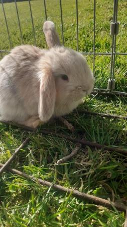 Image 8 of Beautiful, Well handled, Baby Mini Lop Rabbits
