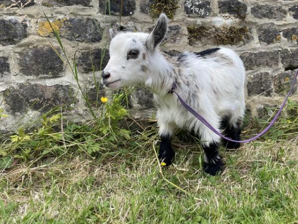 Image 2 of Pygmy billy goat kid ready to leave