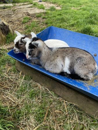 Image 2 of Pygmy goat kids for sale at weening