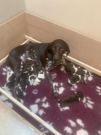 Image 9 of KC Reg German Shorthaired Pointer Puppies