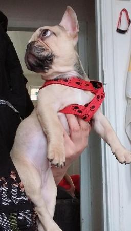 Image 4 of french bulldog beautiful cute girl 4 months
