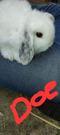 Image 1 of Baby rabbits for sale... Mini lop & Netherland dwarf ready n