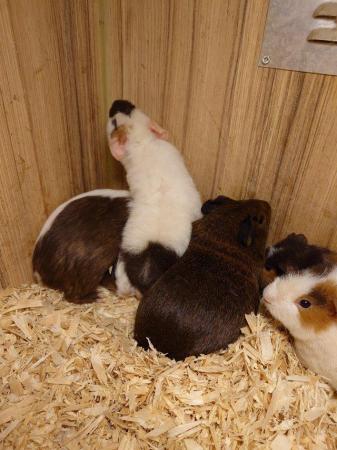 Image 3 of Guinea Pigs - Range of Colours, Sexes and Sizes!
