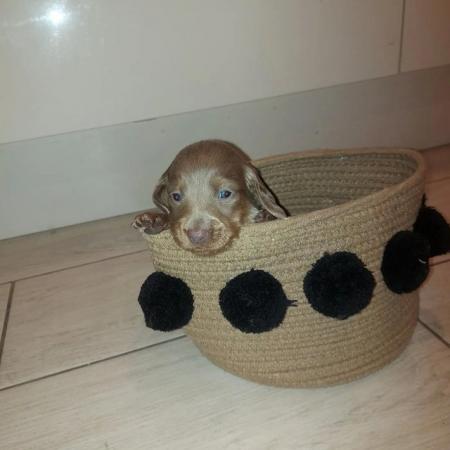 Image 2 of KC registered miniature dachshund