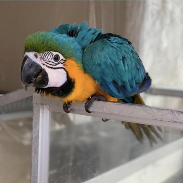 Preview of the first image of Supertame Baby blue and gold macaw parrot.