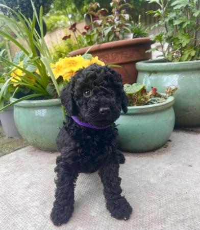 Image 4 of Cockapoo puppies for sales