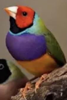 Image 2 of Gouldian Finch red headed cock