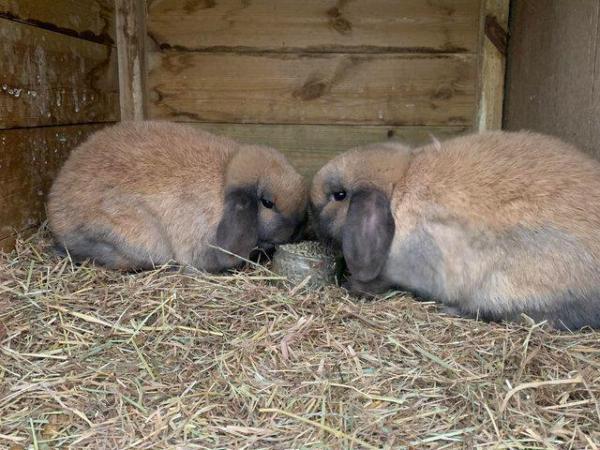 Image 5 of 1 sooty fawn mini lop male. 1 left