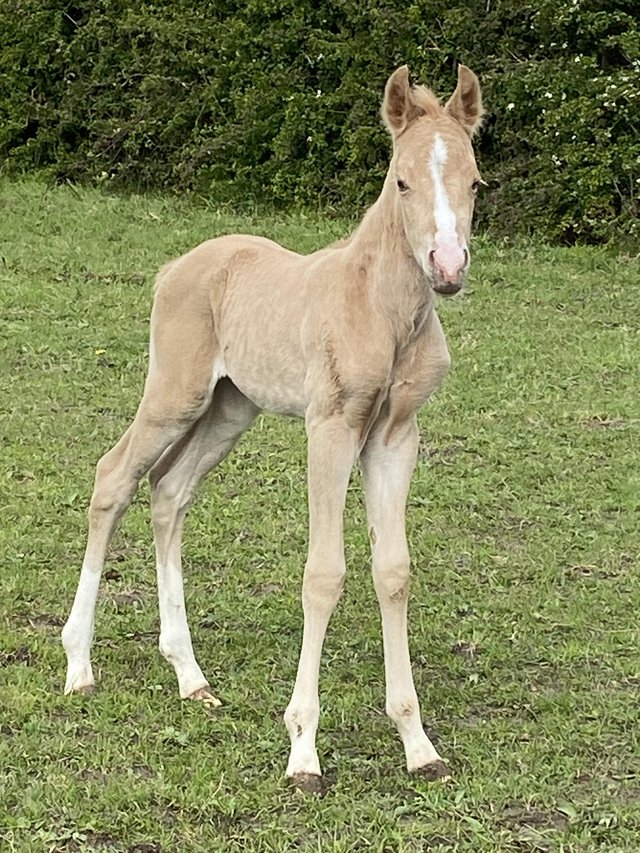 Preview of the first image of Palomino Quarter Horse colt.