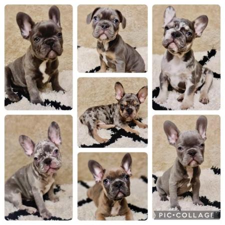 Image 4 of FRENCH BULLDOG PUPPIES LOOKING FOR THEIR FOREVER
