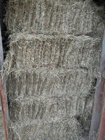 Image 1 of Hay bales small square 2023 hay, Beeford East Yorkshire