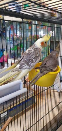 Image 2 of Baby Cockatiels Available for sale