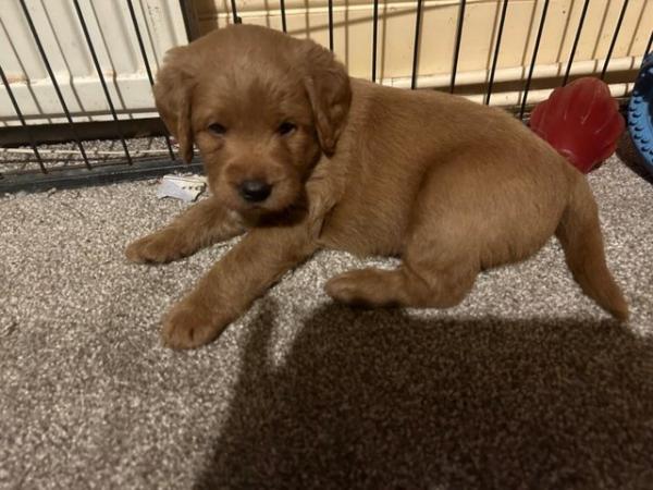 Image 4 of F1 miniature labradoodle puppies