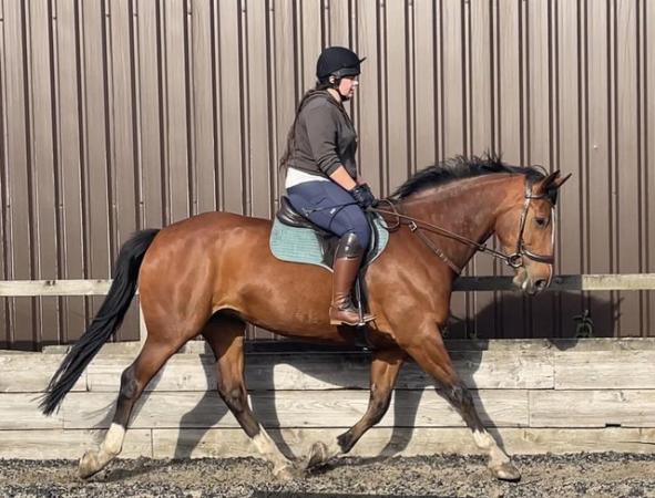 Image 3 of 17.3hh Hunter/eventer/all rounder