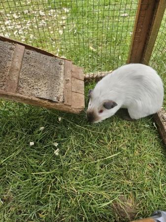 Image 1 of 12mth old Himalayan guinea pig