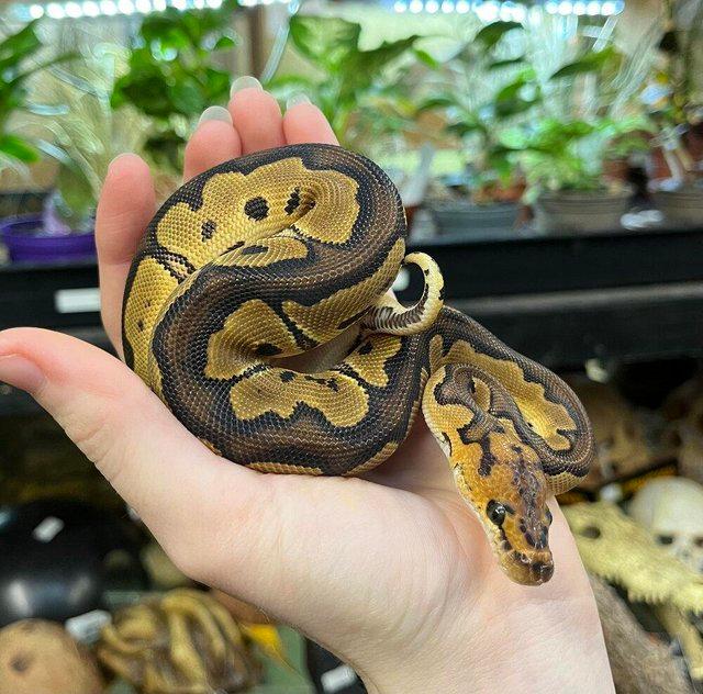 Preview of the first image of Royal/ Ball Pythons For Sale Various Morphs.