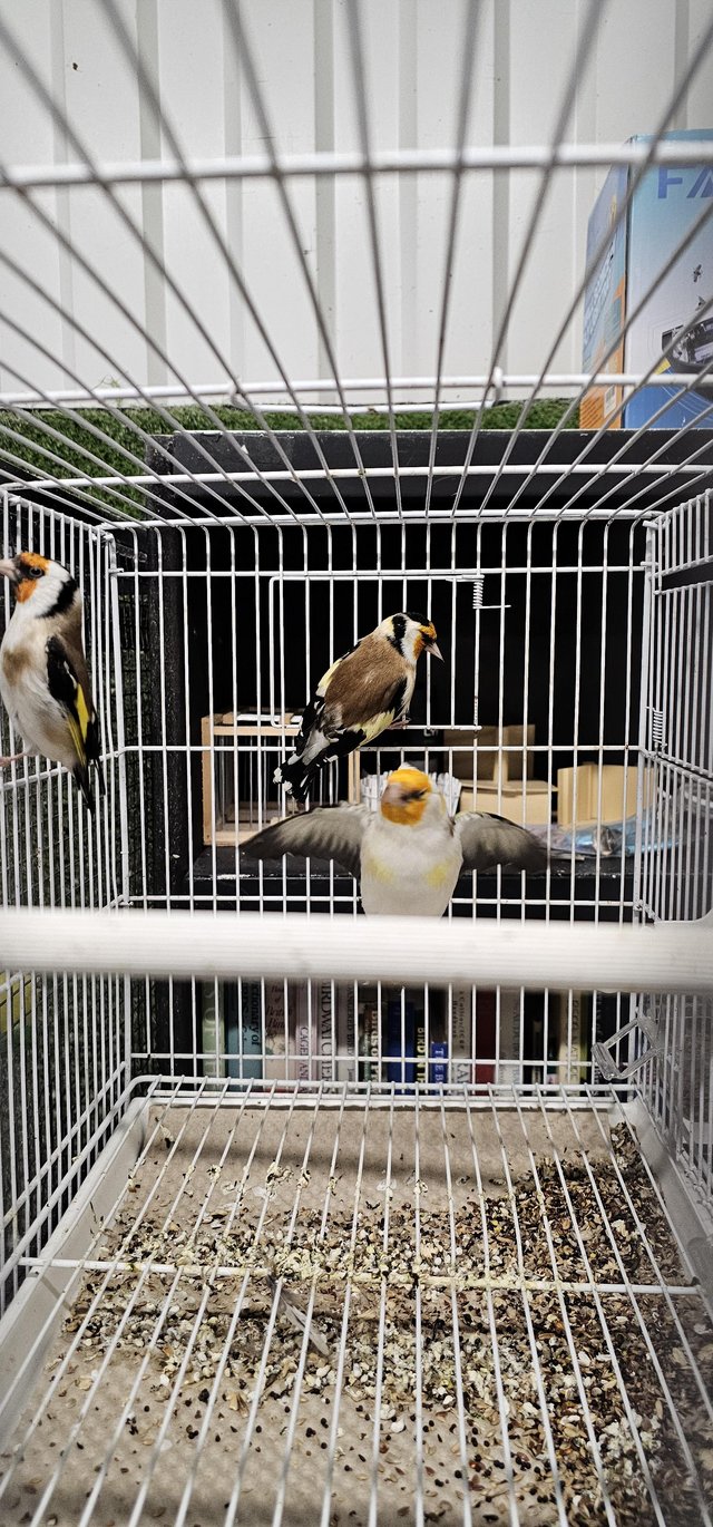 Preview of the first image of Mutation siberian goldfinches split pied white nails.