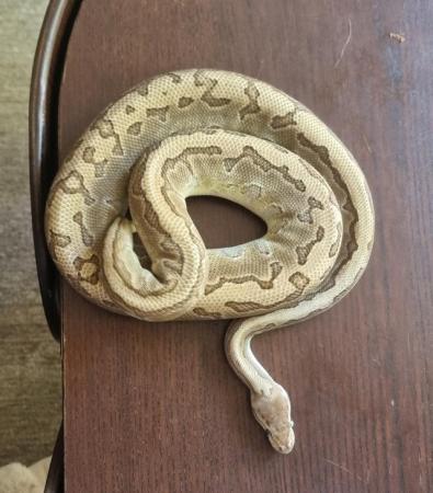 Image 12 of Full collection of ball pythons and racking