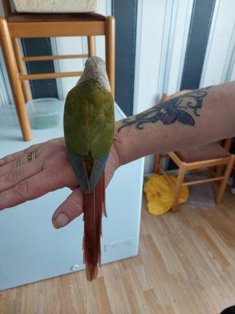 Image 2 of gorgeous pineapple conure