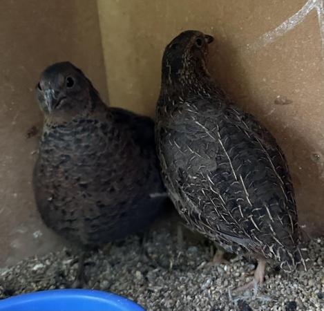 Image 1 of SOLD ..1 PAIR chocolate Coturnix quail split Andalusian Blue