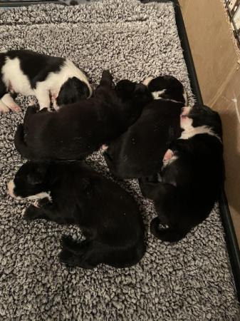 Image 4 of Labrador x collie puppies