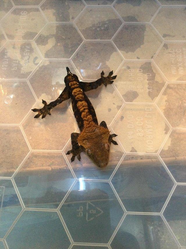 Preview of the first image of Harlequin crested gecko £70 Male.
