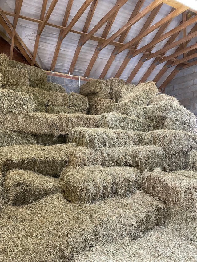 Preview of the first image of Quality Small Hay Bales for horses.