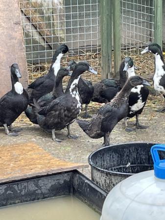 Image 4 of Cayuga x Aylesbury Ducks for sale