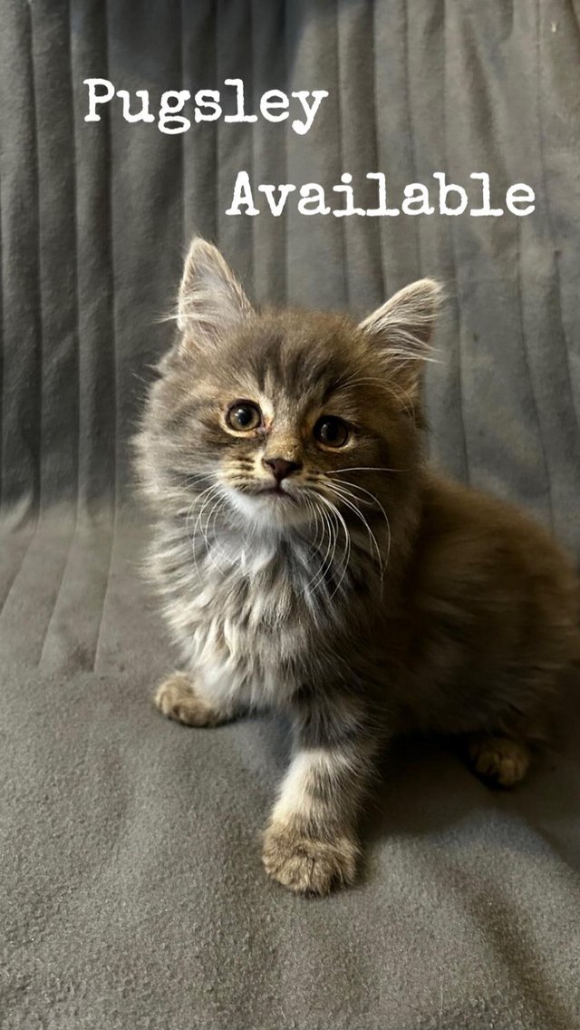 Preview of the first image of Full Maine Coon Male Kitten.
