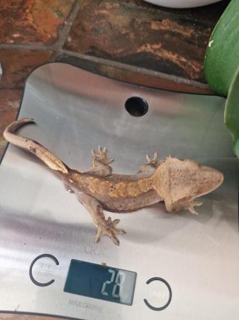 Image 4 of Crested geckos 8 months old