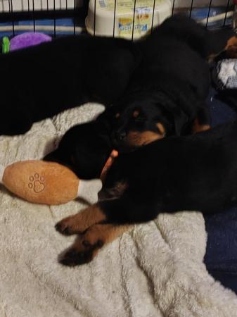 Image 7 of Playful Rottweiler Puppies