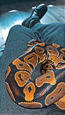 Image 1 of 2 years male ball python
