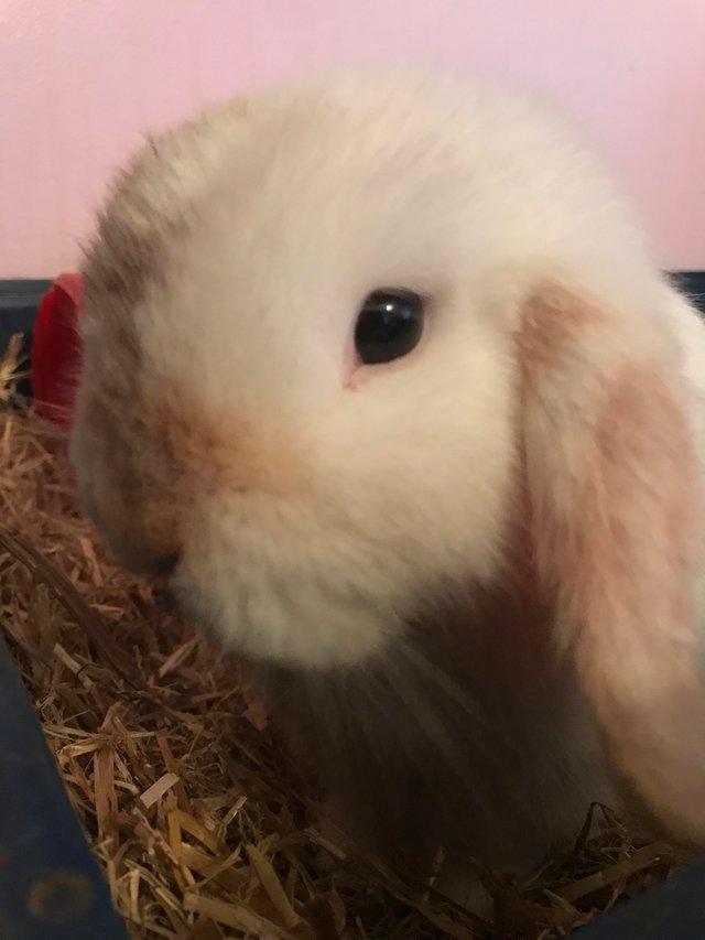 Preview of the first image of 1 year old mini lop male rabbit.