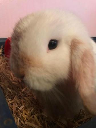 Image 1 of 1 year old mini lop male rabbit