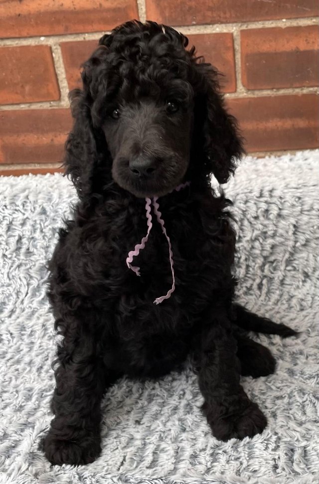 Preview of the first image of Standard Poodle Puppies - Licensed Breeder - Health Tested.
