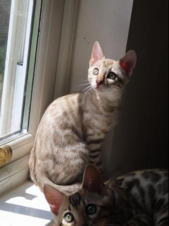 Image 9 of TICA Bombproof Family Bengal Kittens Ready Now