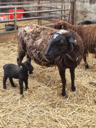 Image 3 of Ewe and lamb ideal smallholder/pet sheep